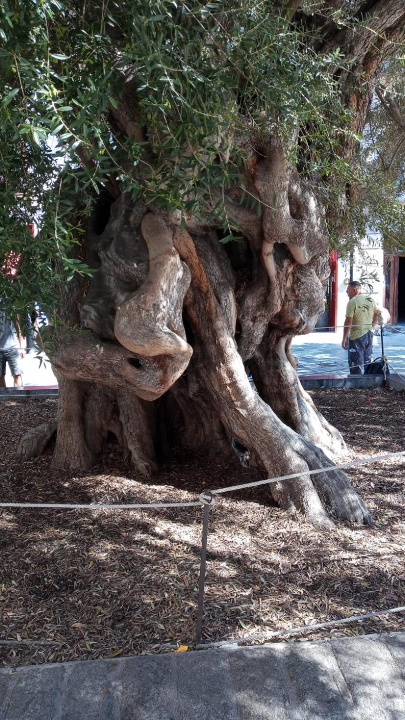 Trendy Διαμέρισμα Πάλμα ντε Μαγιόρκα Εξωτερικό φωτογραφία